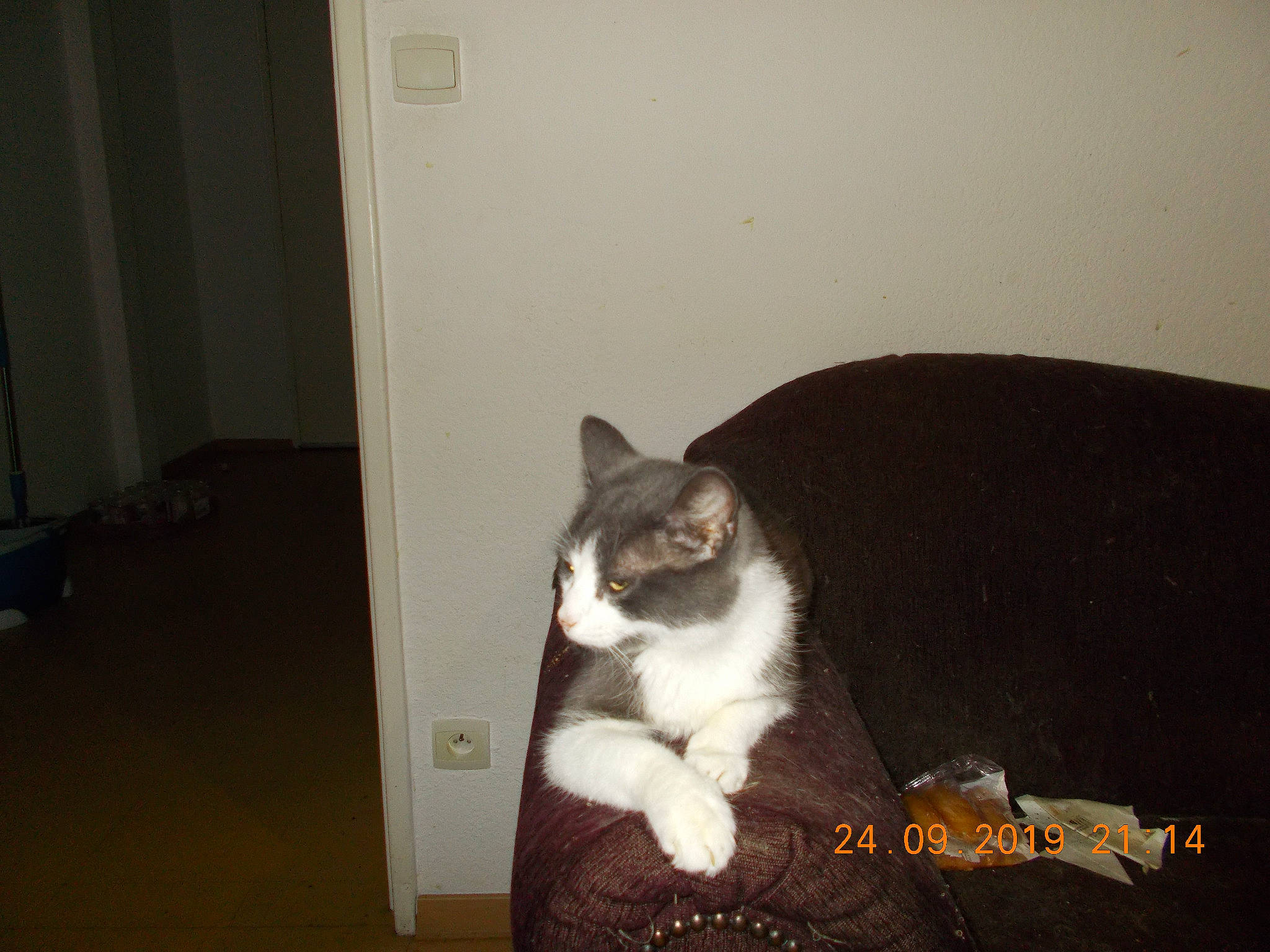 Mimie a rejoint le concours — aidez-le/la à gagner de superbes lots ! carnivore, cat, domestic_short_haired_cat, european_shorthair, felidae, ojos_azules, polydactyl_cat, room, small_to_medium_sized_cats, tail, whiskers