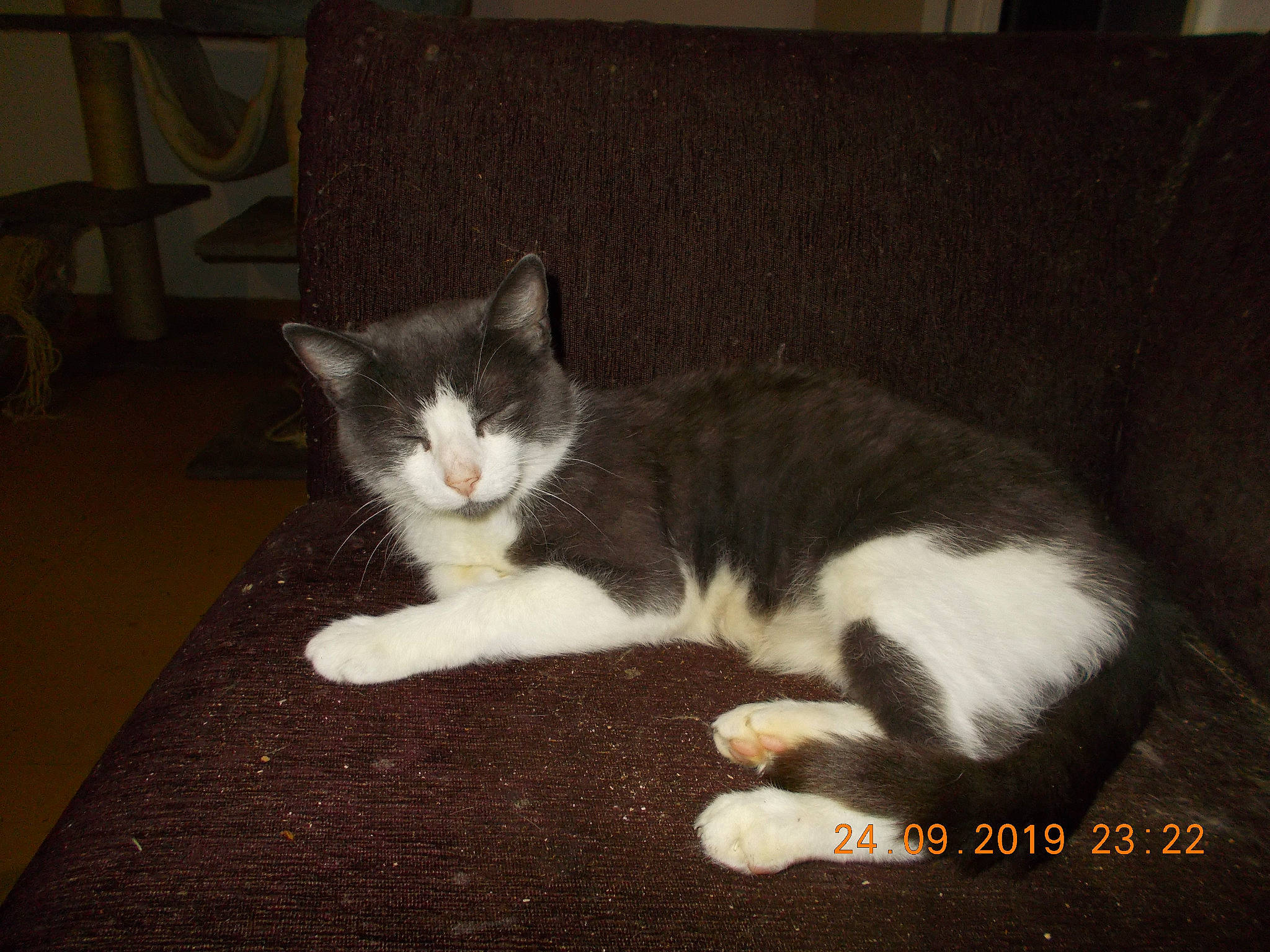 Mimie a rejoint le concours — aidez-le/la à gagner de superbes lots ! american_wirehair, carnivore, cat, domestic_short_haired_cat, european_shorthair, felidae, kitten, mammal, polydactyl_cat, small_to_medium_sized_cats, tail, whiskers