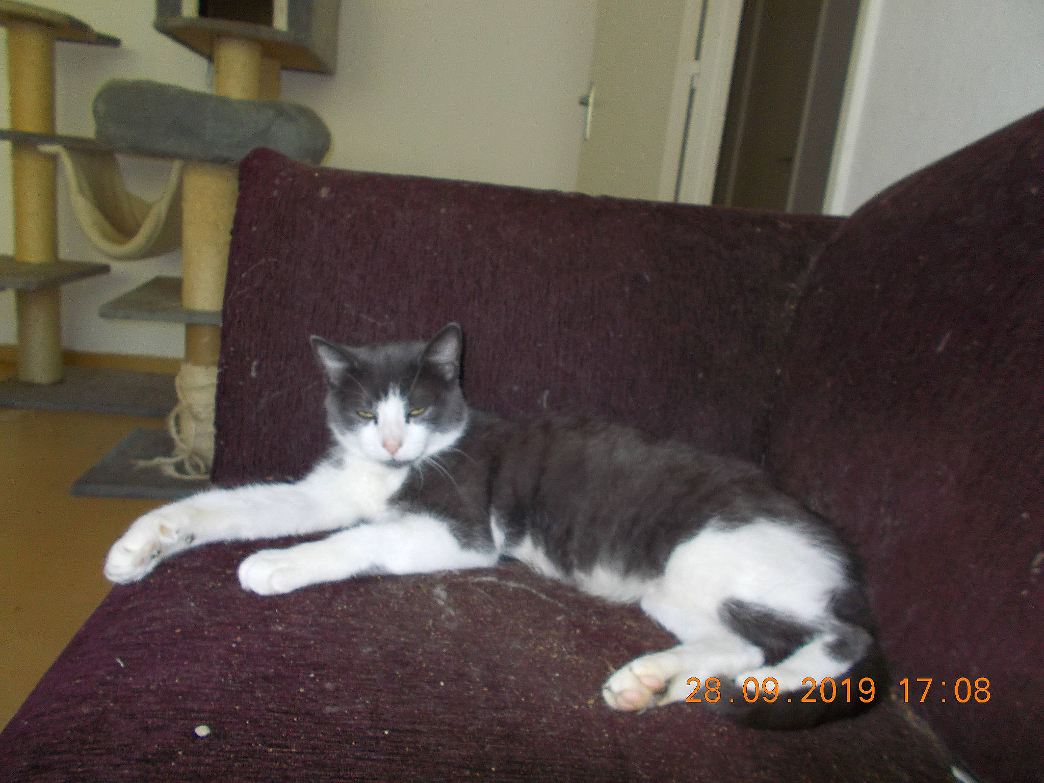 Mimie participe au concours pour gagner de l'argent avec cette photo : aegean_cat, american_wirehair, carnivore, cat, domestic_short_haired_cat, european_shorthair, felidae, kitten, mammal, polydactyl_cat, small_to_medium_sized_cats, tail, whiskers