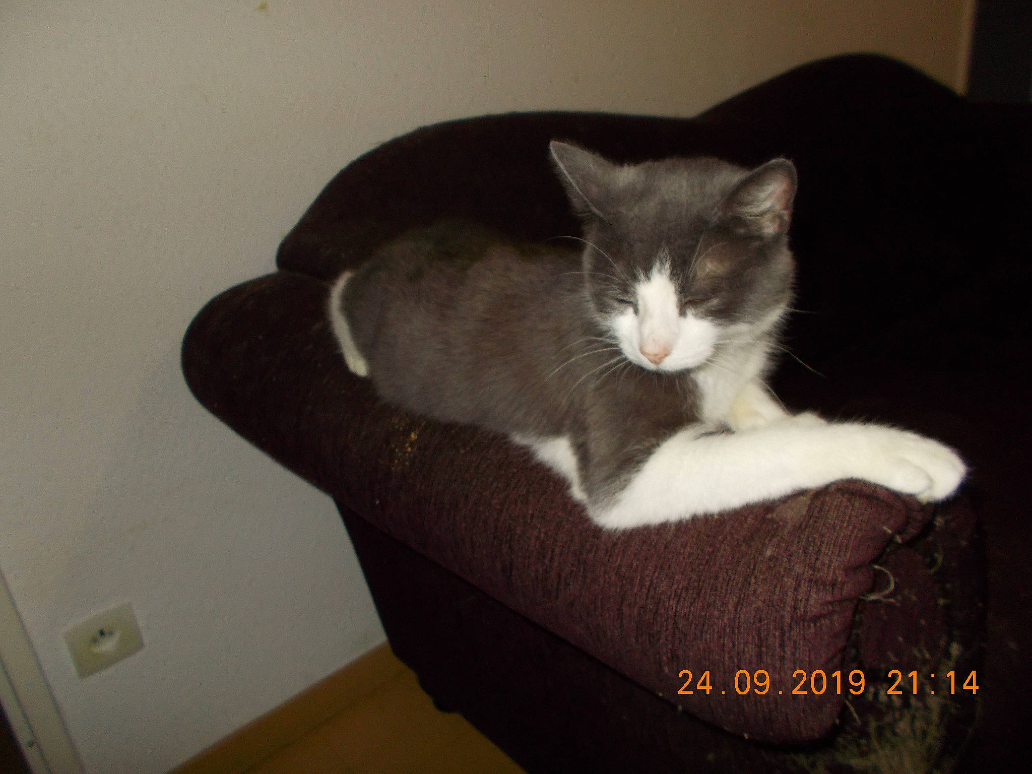 Mimie a rejoint le concours — aidez-le/la à gagner de superbes lots ! asian, carnivore, cat, cat_bed, domestic_short_haired_cat, ear, european_shorthair, felidae, fur, polydactyl_cat, small_to_medium_sized_cats, tail, whiskers