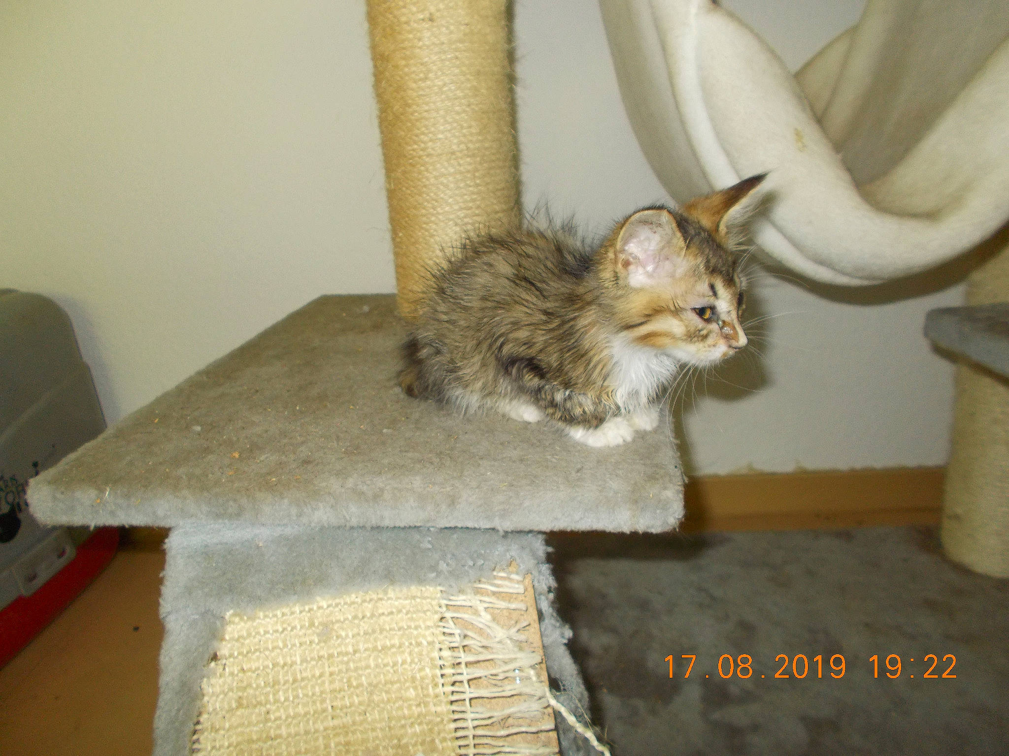 Prya participe au concours pour gagner de l'argent avec cette photo : asian, carnivore, cat, european_shorthair, fawn, felidae, fur, kitten, maine_coon, mammal, norwegian_forest_cat, room, small_to_medium_sized_cats, somali, tail, whiskers