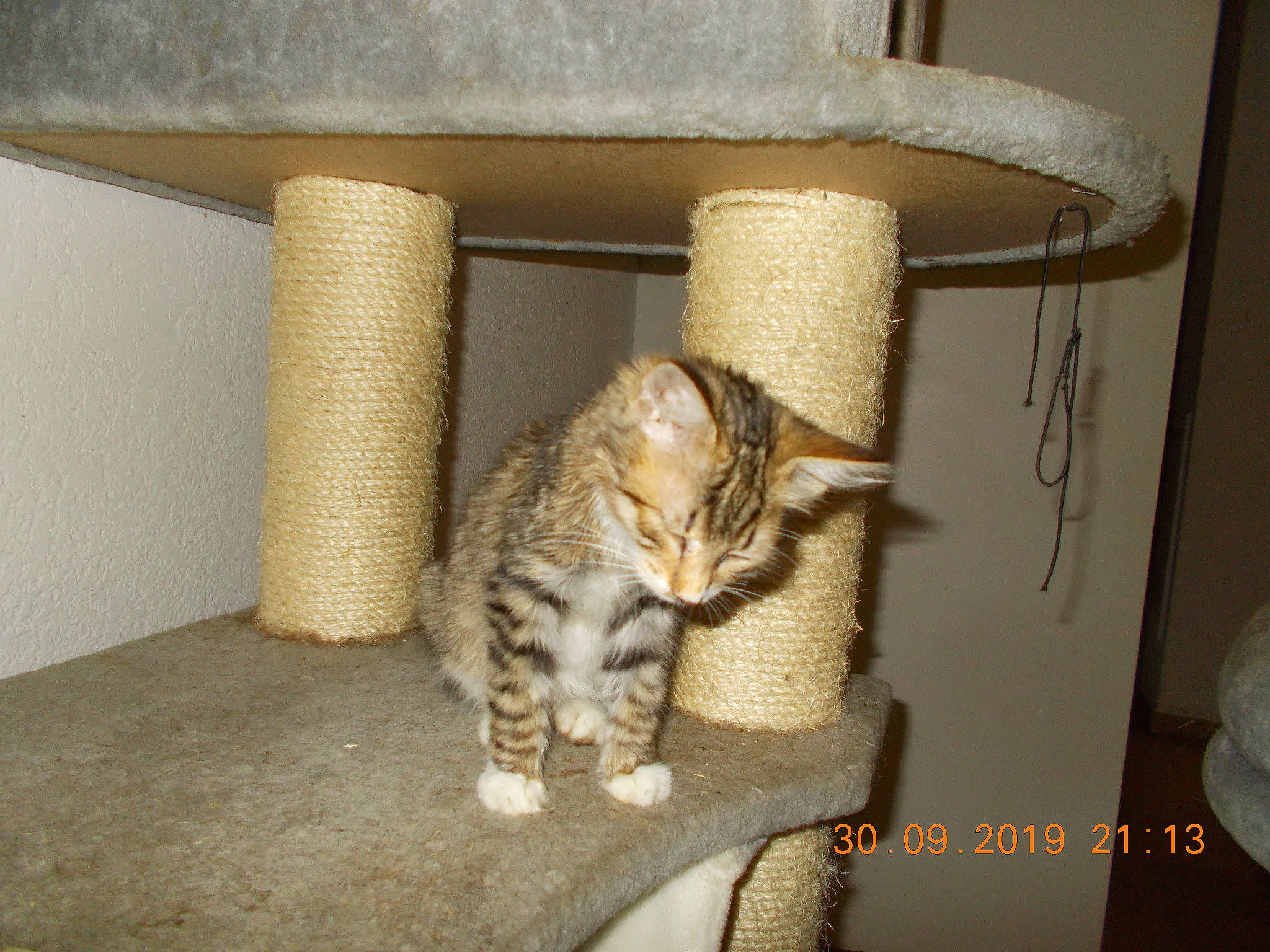 Prya a rejoint le concours — aidez-le/la à gagner de superbes lots ! american_shorthair, asian, australian_mist, bengal, carnivore, cat, domestic_short_haired_cat, dragon_li, european_shorthair, fawn, felidae, kitten, mammal, ocicat, pixie_bob, savannah, small_to_medium_sized_cats, tabby_cat, whiskers