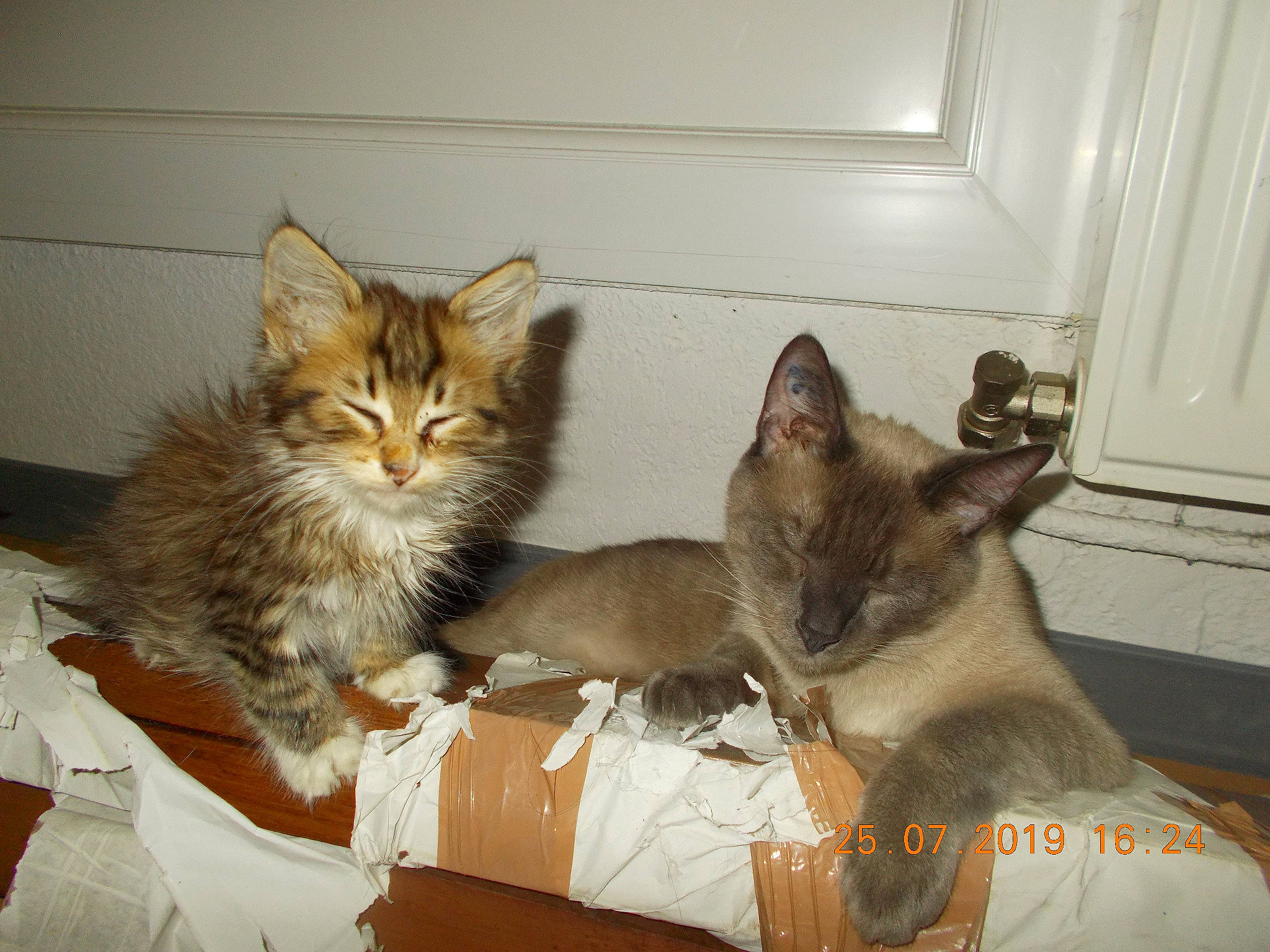 Prya a rejoint le concours — aidez-le/la à gagner de superbes lots ! aegean_cat, asian, carnivore, cat, chausie, domestic_short_haired_cat, dragon_li, european_shorthair, felidae, german_rex, kitten, maine_coon, mammal, ojos_azules, pixie_bob, small_to_medium_sized_cats, somali, tabby_cat, vertebrate, whiskers