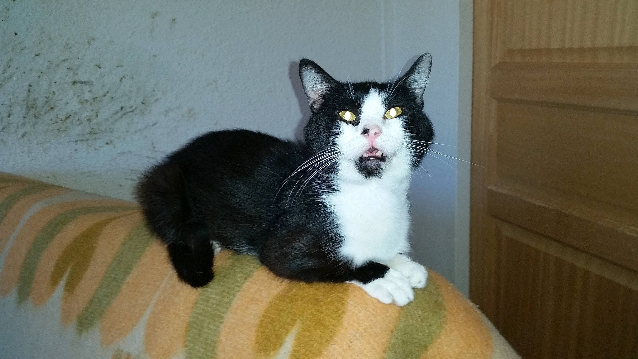 Bucky participe au concours pour gagner de l'argent avec cette photo : aegean_cat, american_wirehair, carnivore, cat, domestic_short_haired_cat, european_shorthair, felidae, kitten, mammal, polydactyl_cat, small_to_medium_sized_cats, tail, vertebrate, whiskers