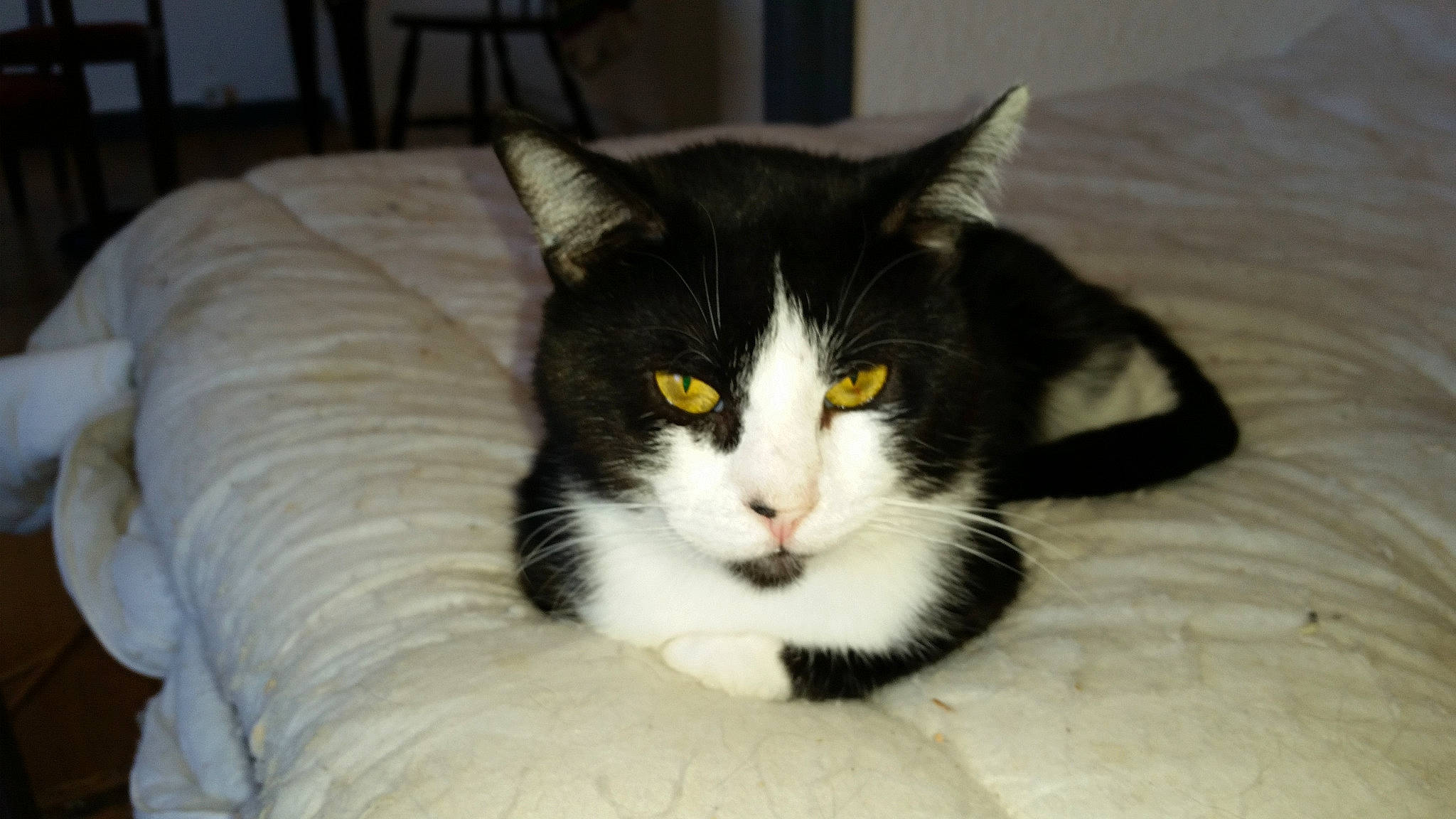 Bucky a rejoint le concours — aidez-le/la à gagner de superbes lots ! aegean_cat, american_wirehair, carnivore, cat, domestic_long_haired_cat, domestic_short_haired_cat, european_shorthair, felidae, fur, kitten, mammal, norwegian_forest_cat, polydactyl_cat, small_to_medium_sized_cats, vertebrate, whiskers