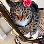 Finn Callahan is registered to the contest to win money with this photo: animal, cat, chair, close_up, cushion, cute, domestic_cat, feline, flower, green_eyes, hand, indoor, paws, pet, pink_flower, relaxed, resting, striped_fur, tabby_cat, whiskers