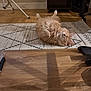 Louis joined the competition — help win amazing prizes! adorable, belly_up, cat, cozy, cute, fluffy, furniture, ginger_cat, home, indoor, lying_on_back, patterned_rug, paws, pet, portrait, relaxed, rug, sleeping, whiskers, wood_floor