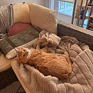 Louis joined the competition — help win amazing prizes! blanket, cat, couch, cozy, cushion, domestic, fur, furniture, ginger_cat, home, indoor, living_room, looking_at_camera, lounging, nap, pet, pillow, plush, wicker, window