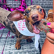 Frannie joined the competition — help win amazing prizes! dog, dachshund, bandana, donut, sprinkles, chocolate, pet, outdoor, couch, woven_furniture, pink_streamers, hand, nail_polish, celebration, closeup, animal, cute, happy, tongue, snack