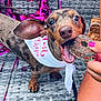 dog, dachshund, bandana, donut, sprinkles, chocolate, pet, outdoor, couch, woven_furniture, pink_streamers, hand, nail_polish, celebration, closeup, animal, cute, happy, tongue, snack