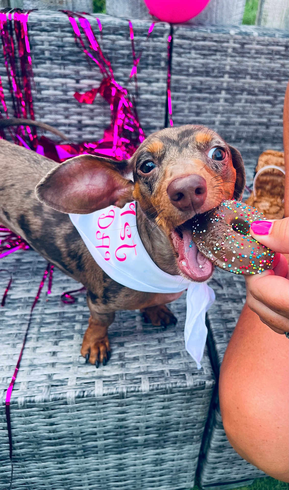 Frannie joined the competition — help win amazing prizes! dog, dachshund, bandana, donut, sprinkles, chocolate, pet, outdoor, couch, woven_furniture, pink_streamers, hand, nail_polish, celebration, closeup, animal, cute, happy, tongue, snack
