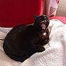 Naos a rejoint le concours — aidez-le/la à gagner de superbes lots ! black_cat, cat, yawning, pet, animal, feline, indoor, blanket, red_couch, curtain, cozy, fur, resting, mouth_open, teeth, whiskers, cute, relaxed, home, soft