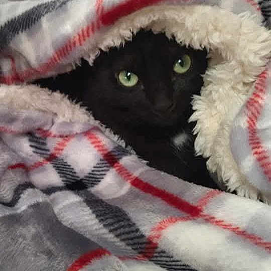 Naos participe au concours pour gagner de l'argent avec cette photo : cat, black_cat, blanket, plaid, cozy, green_eyes, fur, indoor, pet, animal, cute, snuggled, warm, soft, texture, resting, comfort, portrait, domestic, fur_texture