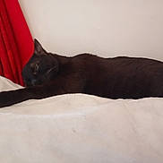 Naos a rejoint le concours — aidez-le/la à gagner de superbes lots ! black_cat, cat, animal, pet, sleeping, resting, feline, indoor, white_bed, blanket, red_curtain, relaxed, cozy, fur, laying_down, comfort, domestic_cat, side_view, quiet, peaceful