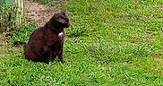 Naos a rejoint le concours — aidez-le/la à gagner de superbes lots ! cat, chicken, grass, outdoor, animal, brown_cat, bird, nature, greenery, farmyard, pet, wildlife, grass_field, daylight, ground, mammal, feathers, sitting, walking, domestic_animal