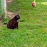 cat, chicken, grass, outdoor, animal, brown_cat, bird, nature, greenery, farmyard, pet, wildlife, grass_field, daylight, ground, mammal, feathers, sitting, walking, domestic_animal