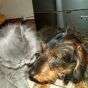 Grisou Et Cooky participe au concours pour gagner de l'argent avec cette photo : cat, dog, pet, animal, indoor, floor, furry, licking, closeup, friendship, gray_cat, brown_dog, tile_floor, domestic, companions, cute, fur, whiskers, ears, snout