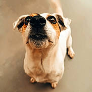 Boogy participe au concours pour gagner de l'argent avec cette photo : dog, pet, close_up, curious, brown_and_white, snout, ears, fur, animal, looking_up, domestic_animal, canine, whiskers, nose, portrait, background_blur, indoor, mammal, friendly, alert
