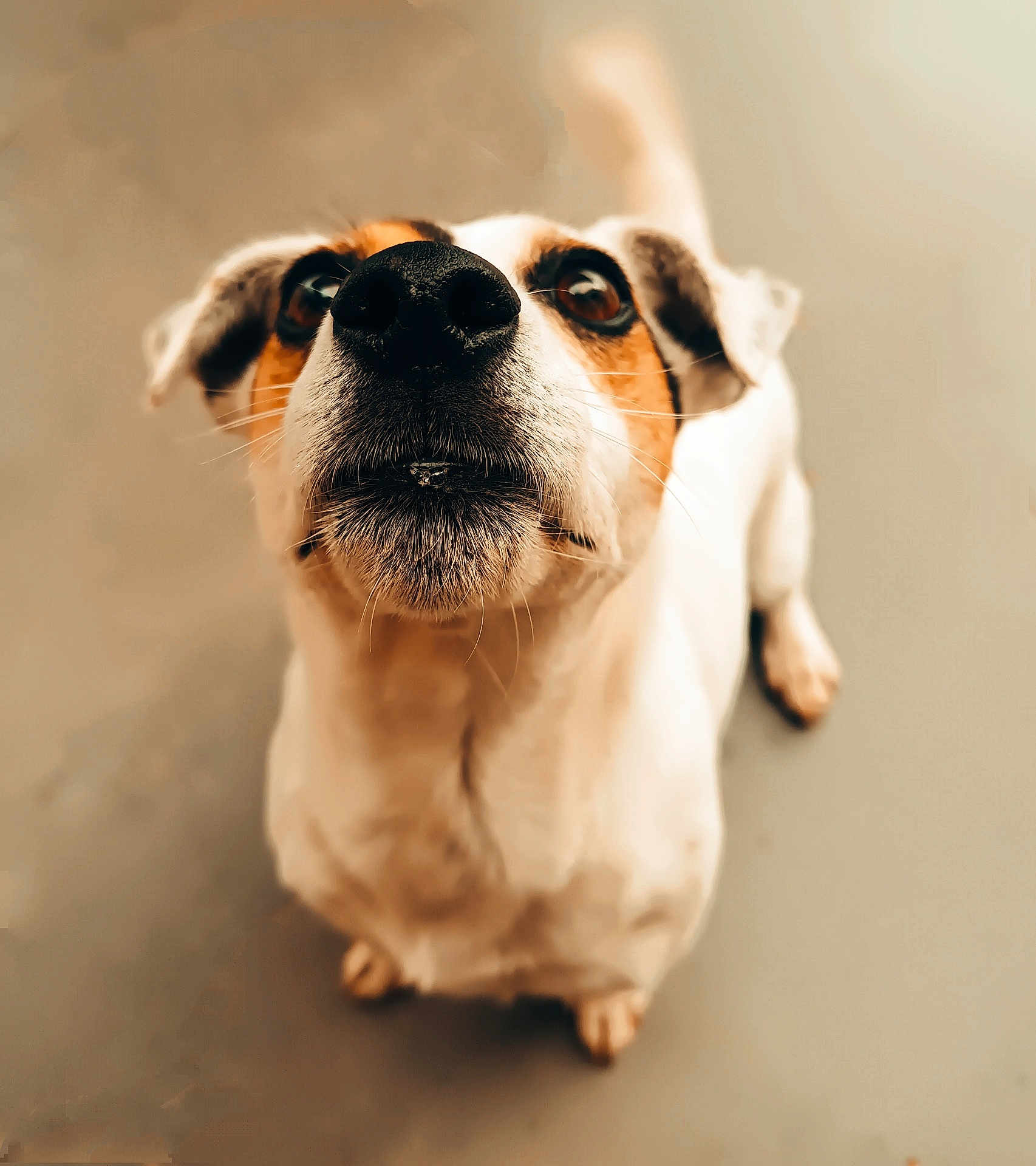Boogy participe au concours pour gagner de l'argent avec cette photo : dog, pet, close_up, curious, brown_and_white, snout, ears, fur, animal, looking_up, domestic_animal, canine, whiskers, nose, portrait, background_blur, indoor, mammal, friendly, alert