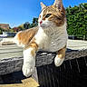 animal, blue_sky, cat, daylight, domestic_cat, feline, garden, greenery, nature, outdoor, paw, pet, portrait, relaxed, resting, summer, sunlight, table, whiskers, wicker