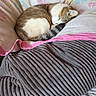 Patoune participe au concours pour gagner de l'argent avec cette photo : brown, cat, cozy, curled_up, cushion, decor, fabric, floral_pattern, fur, gray, home, indoor, pet, pink, resting, sleeping, striped, towel, urban, white