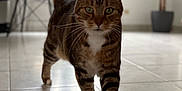 Gustave participe au concours pour gagner de l'argent avec cette photo : animal, blurred_background, cat, chair, confident, daylight, domestic_cat, floor, fur, green_eyes, home, indoor, pet, plant, tabby_cat, tail, tile_floor, walking, whiskers, window