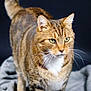 cat, tabby_cat, green_eyes, fur, whiskers, pet, animal, mammal, domestic_cat, close_up, portrait, soft_blanket, indoor, feline, striped_fur, white_chest, tail, ears, focused, standing