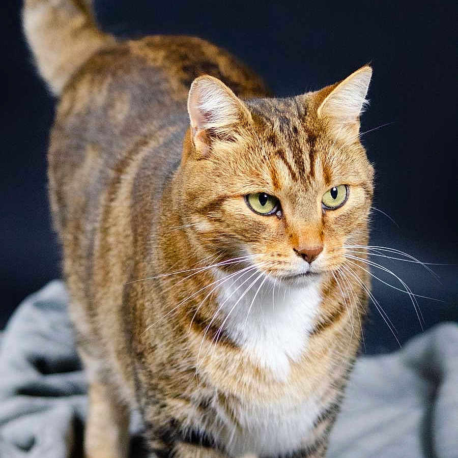 Gustave participe au concours pour gagner de l'argent avec cette photo : animal, cat, close_up, domestic_cat, ears, feline, focused, fur, green_eyes, indoor, mammal, pet, portrait, soft_blanket, standing, striped_fur, tabby_cat, tail, whiskers, white_chest