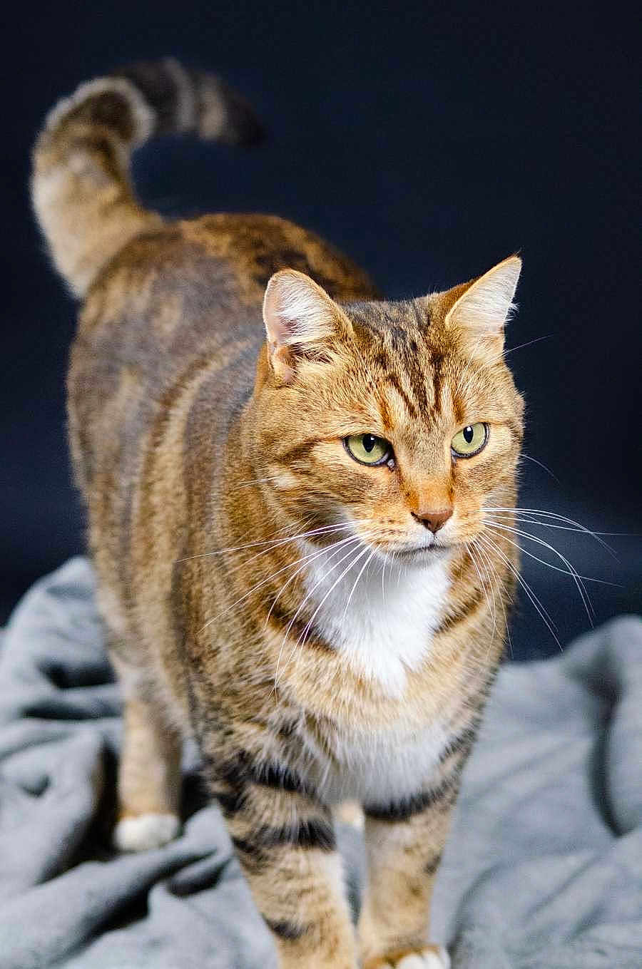 Gustave participe au concours pour gagner de l'argent avec cette photo : cat, tabby_cat, green_eyes, fur, whiskers, pet, animal, mammal, domestic_cat, close_up, portrait, soft_blanket, indoor, feline, striped_fur, white_chest, tail, ears, focused, standing