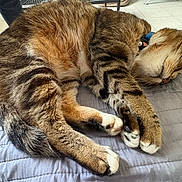 Gustave participe au concours pour gagner de l'argent avec cette photo : animal, bedroom, cat, closeup, cozy, cute, domestic_cat, feline, fur, indoor, paws, pet, quilt, relaxed, resting, sleeping, soft, striped, tabby, whiskers