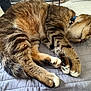 animal, bedroom, cat, closeup, cozy, cute, domestic_cat, feline, fur, indoor, paws, pet, quilt, relaxed, resting, sleeping, soft, striped, tabby, whiskers