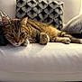 Gustave participe au concours pour gagner de l'argent avec cette photo : animal, cat, closeup, comfortable, couch, domestic_cat, ears, feline, fur, household, indoor, patterned_pillow, paw, pet, pillows, relaxed, resting, tabby, whiskers, white_leather