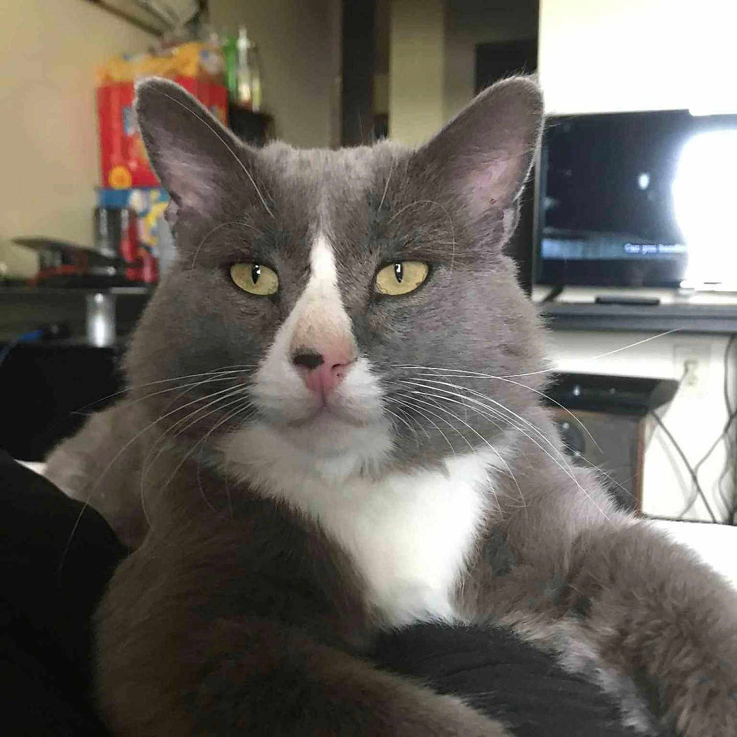 Rolly