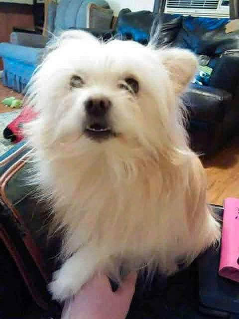 Toot Toot joined the competition — help win amazing prizes! canidae, carnivore, companion_dog, dog, dog_breed, dog_supply, fur, maltepoo, non_sporting_group, puppy, small_terrier, snout, sporting_group, terrier, toy_dog, working_animal, yorkipoo