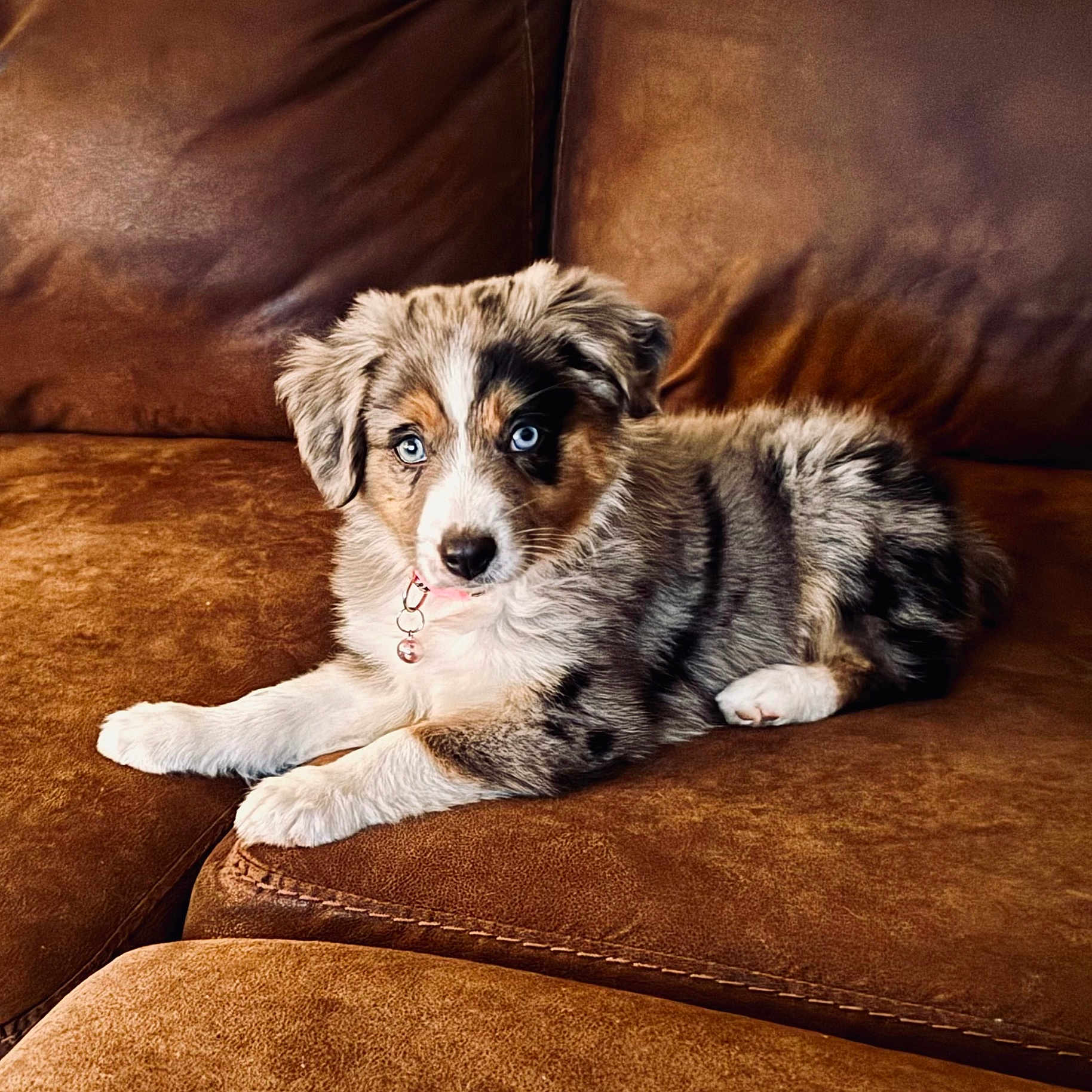 Lulu Bell is registered to the contest to win money with this photo: adorable, animal, bell, blue_eyes, brown, closeup, collar, couch, cute, dog, domestic, fur, indoor, leather, lying_down, pet, portrait, puppy, resting, young