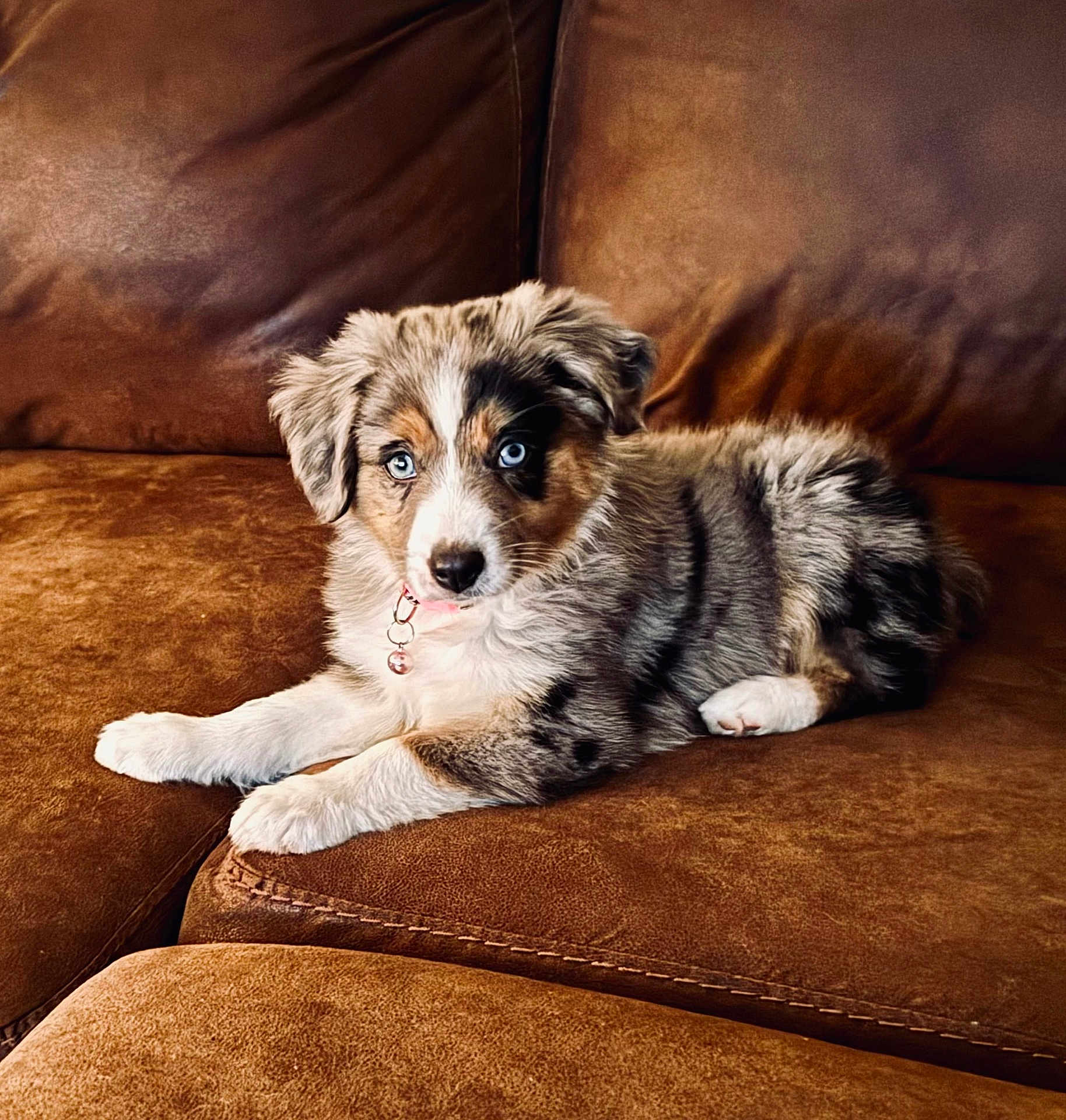 Lulu Bell is registered to the contest to win money with this photo: adorable, animal, bell, blue_eyes, brown, closeup, collar, couch, cute, dog, domestic, fur, indoor, leather, lying_down, pet, portrait, puppy, resting, young