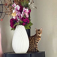 Asola a rejoint le concours — aidez-le/la à gagner de superbes lots ! animal, appliance, bengal_cat, brown_cat, cat, curious_cat, decorative_twigs, feline, flower_vase, flowers, furniture, home_decor, indoor, pet, pink_flowers, plant, purple_flowers, sitting, still_life, striped_cat