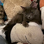 Blu is registered to the contest to win money with this photo: cat, gray_cat, fluffy, stuffed_animals, plush, cozy, relaxed, indoor, pet, feline, soft, sleepy, cute, animal, resting, paw, ears, whiskers, companion, home