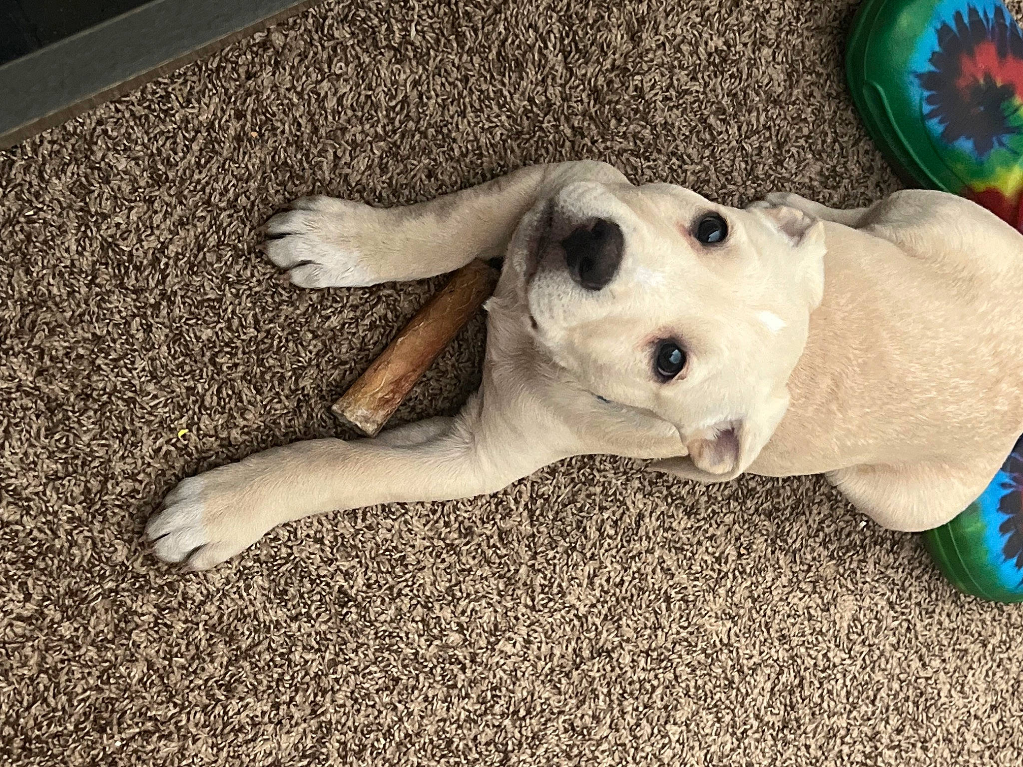 Grinchy is registered to the contest to win money with this photo: canidae, carnivore, comfort, companion_dog, dog, dog_breed, dog_clothes, dog_supply, fawn, flooring, happy, paw, puppy_love, snout, sporting_group, tail, terrestrial_animal, toy, toy_dog, working_animal