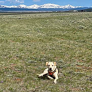 Grinchy is registered to the contest to win money with this photo: animal, canine, dog, field, grass, grassland, hound, land, landscape, nature, outdoors, pet, plant, puppy, rock, scenery, sky, tundra, vegetation, wilderness