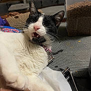 Penguinita is registered to the contest to win money with this photo: cat, black_and_white, pet, animal, indoor, fur, whiskers, collar, food_container, cookies, close_up, lying_down, pink_nose, ears, table, household, domestic, cute, expression, relaxed