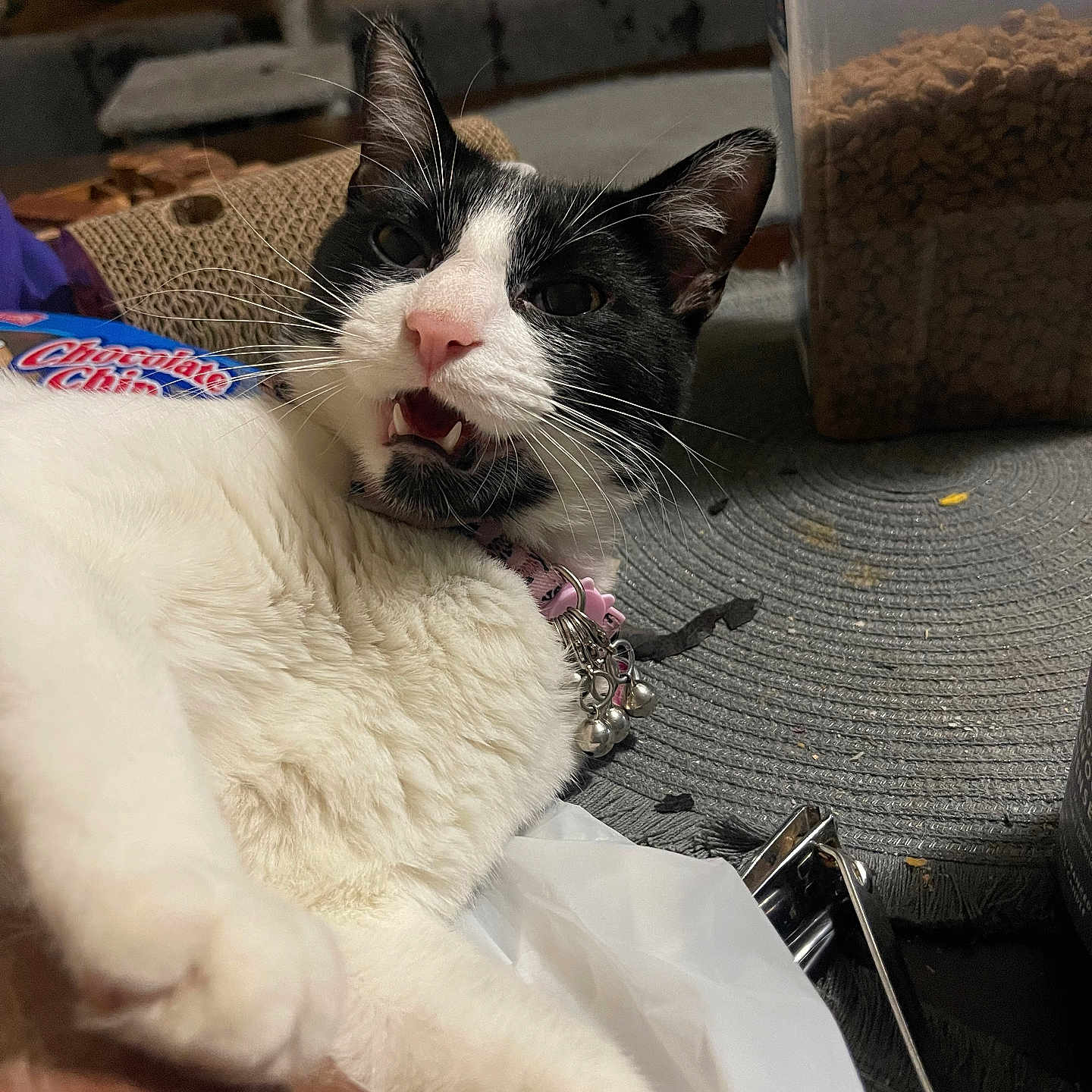 Penguinita is registered to the contest to win money with this photo: cat, black_and_white, pet, animal, indoor, fur, whiskers, collar, food_container, cookies, close_up, lying_down, pink_nose, ears, table, household, domestic, cute, expression, relaxed