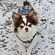 Percy joined the competition — help win amazing prizes! animal, brown_and_white, canine, clothing, cold, cute, dog, ears, fur, long_hair, nature, outdoor, pattern, pet, playful, small_dog, snow, tail, walking, winter