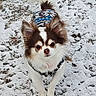 animal, brown_and_white, canine, clothing, cold, cute, dog, ears, fur, long_hair, nature, outdoor, pattern, pet, playful, small_dog, snow, tail, walking, winter