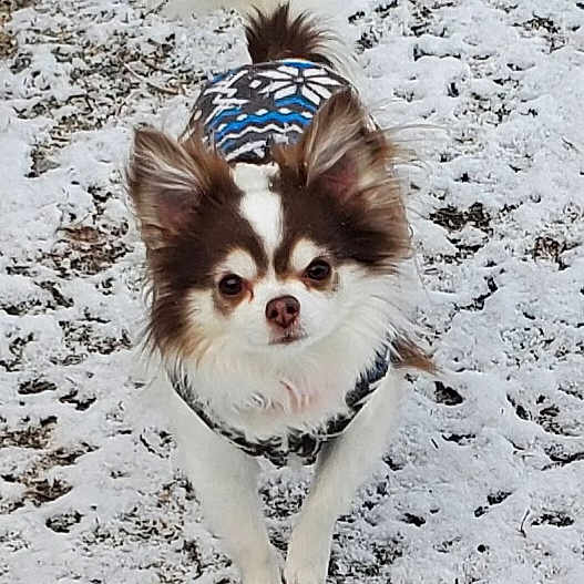 Percy
