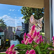 Atchoum a rejoint le concours — aidez-le/la à gagner de superbes lots ! cat, flower, pink_flower, windowsill, reflection, glass, tree, sky, outdoor, green_leaves, pet, animal, curious, yellow_eyes, nature, sunlight, plant, leaf, daytime, window