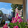 cat, flower, pink_flower, windowsill, reflection, glass, tree, sky, outdoor, green_leaves, pet, animal, curious, yellow_eyes, nature, sunlight, plant, leaf, daytime, window
