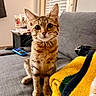 cat, kitten, tabby, pet, animal, indoor, couch, blanket, yellow, gray, window, blinds, furniture, side_table, remote_control, curious, sitting, whiskers, ears, home