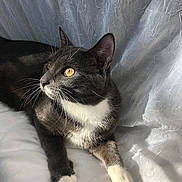 Boots joined the competition — help win amazing prizes! animal, cat, close_up, cute, domestic_cat, fabric_background, feline, fur, gray_cat, indoor, pet, portrait, relaxed, resting, side_view, soft_light, sunlight, whiskers, white_paws, yellow_eyes