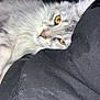 cat, fluffy, gray_cat, yellow_eyes, close_up, resting, black_fabric, cat_hair, pet, feline, indoor, cozy, relaxed, whiskers, fur, animal, cute, domestic_cat, sleepy, soft